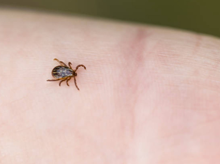 В Югре из‑за тёплой осени наблюдается второй пик активности клещей