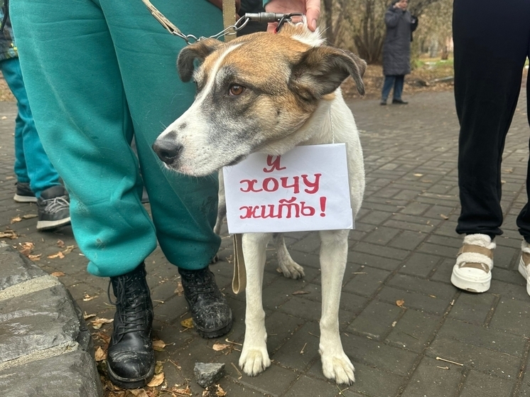 Некоторые депутаты Новосибирской области разгромили законопроект об эвтаназии собак