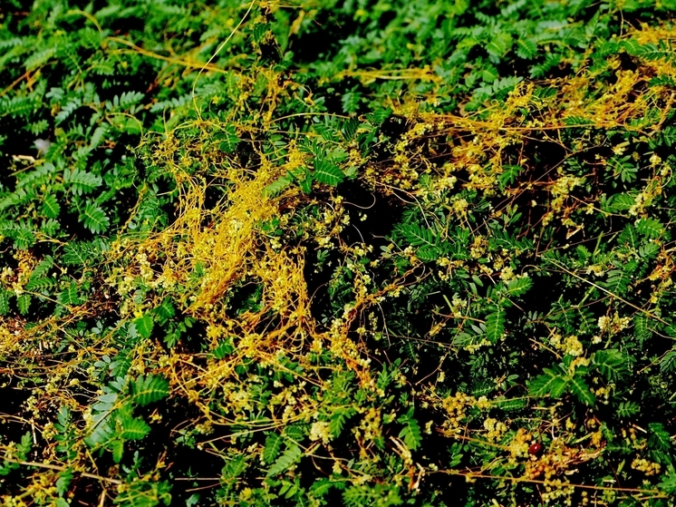 На территории Азовского района из-за зарослей повилики ввели карантин