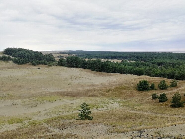 Сохранение Куршской косы обсудят на калининградском экофоруме