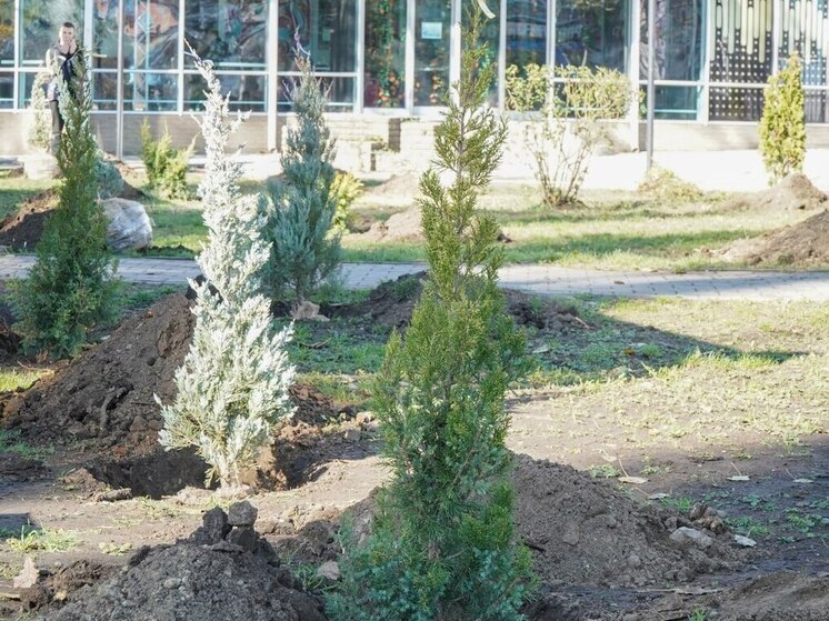 В центре Мелитополя высадили хвойные деревья
