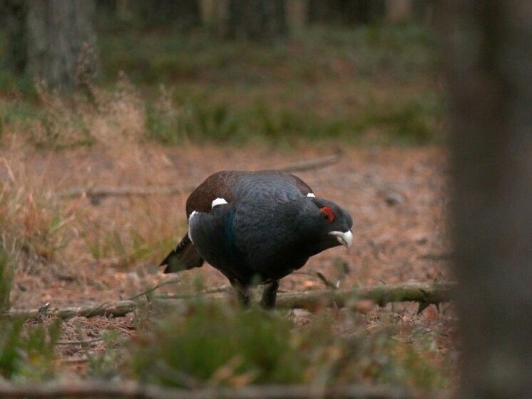 Глухари под Петербургом озабочены глотанием 1000 камней
