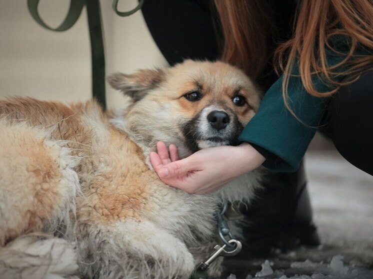 В Приангарье владельцы животных оштрафованы на сумму свыше 800 тысяч рублей