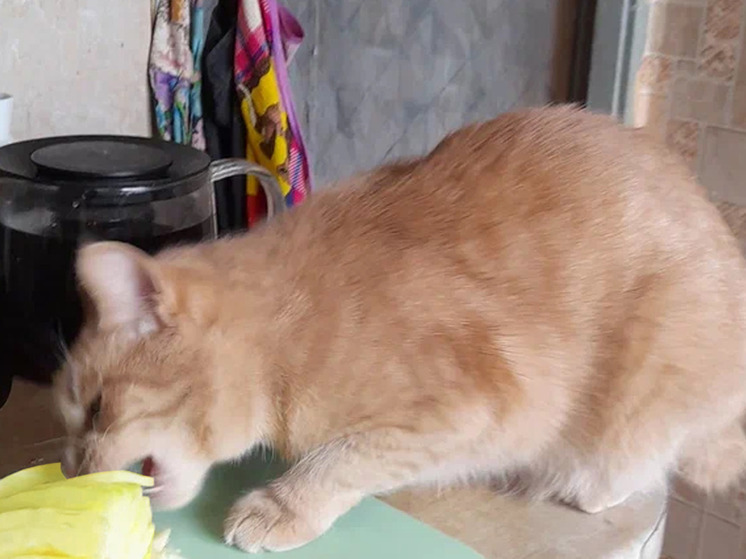 Зоопсихолог Капустина: кошки могут есть фрукты из-за недостатка витаминов