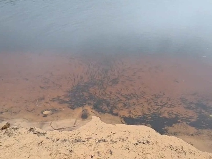 Более 80 тысяч мальков сига выпустили в Онежское озеро в Вологодской области