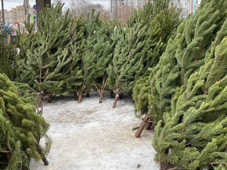 В Омске назвали адреса ёлочных базаров в Октябрьском округе