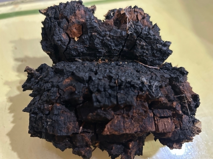 Незаконную рубку леса ради чаги раскрыли полицейские в Тотемском округе