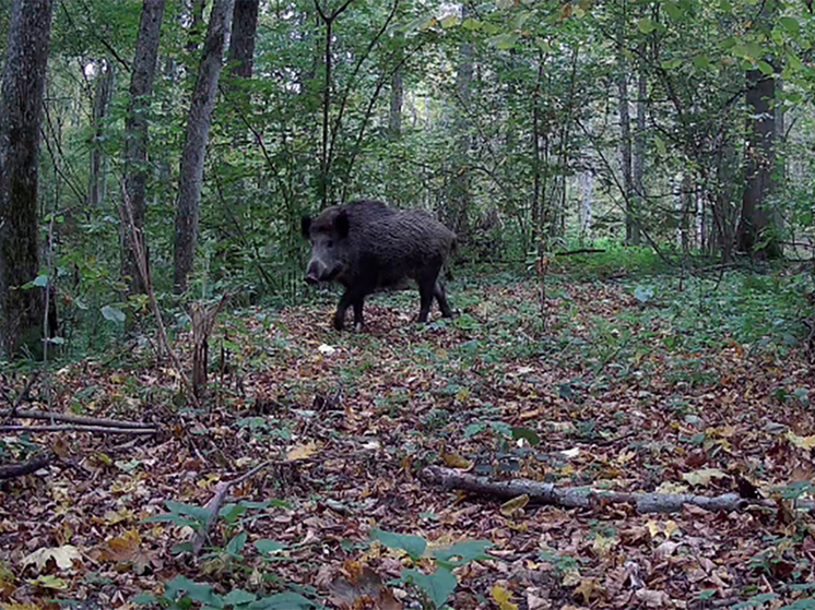 Кабанчики из «Калужских засек» снова попали в фотоловушку