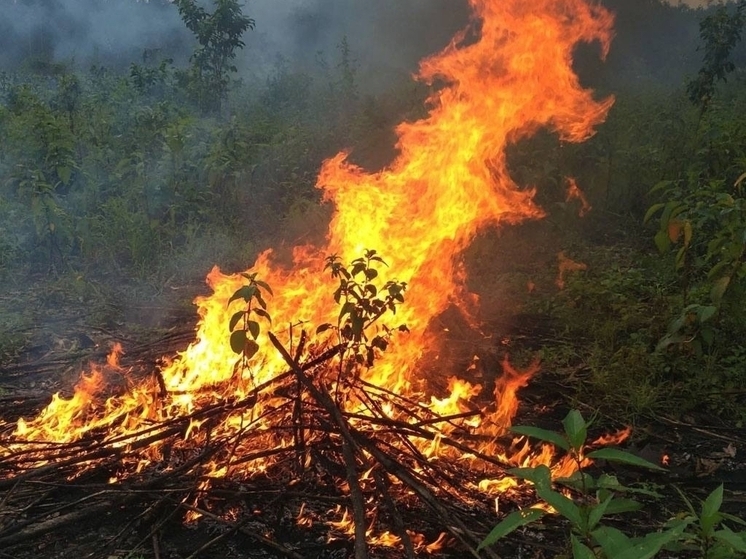 Жителей Суворовского в Ростове предупредили о плановых выжиганиях 31 октября