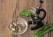 Растения, веками ассоциировавшиеся с колдовством: белладонна, мандрагора и полынь, оказались ценнейшими источниками современных лекарств