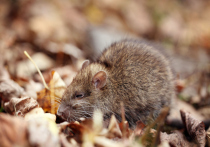 В городе проходит второй этап сплошной осенней дератизации
