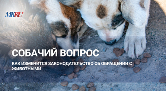 Собачий вопрос: как изменится законодательство об обращении с животными