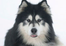 В частном доме в посёлке Трёхгорка (Одинцовский городской округ) домашняя собака напала на двухмесячного мальчика, спавшего в коляске