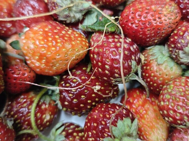 В Омской области сожгли почти 3 тонны клубники с опасным сорняком