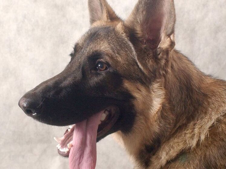 Питерские полицейские расследуют дело о стрельбе в поселке Ленобласти