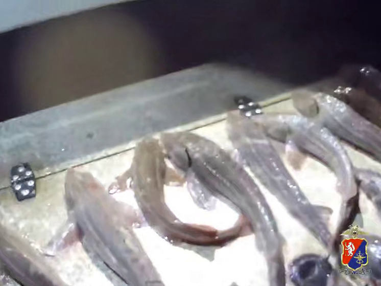 В Югре поймали браконьера с «уловом» на 18,4 млн рублей