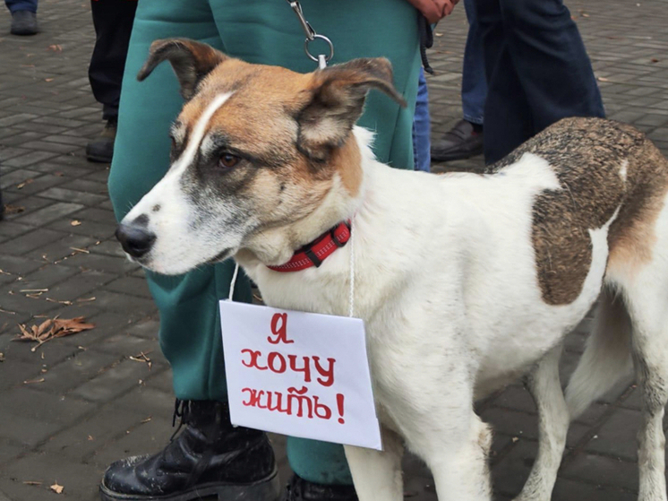 Новосибирская зоозащитница сняла фильм о протестах против закона об отстреле бездомных собак