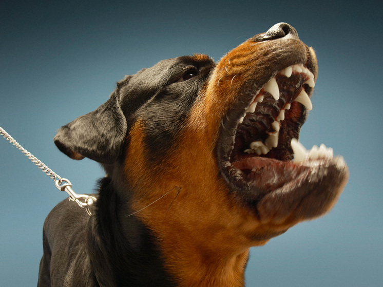 Собаки против людей: почему лучшие друзья человека нападают и как это исправить
