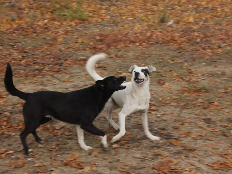 В Самаре ввели штрафы за кормление животных на набережных, площадях и скверах