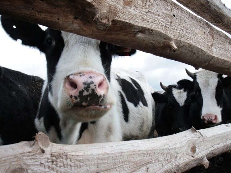 В Калининградской области запретили бесконтрольный выпас скота