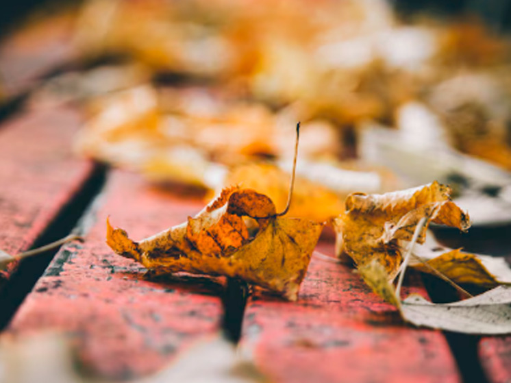 31 октября брянцам синоптики обещают дожди