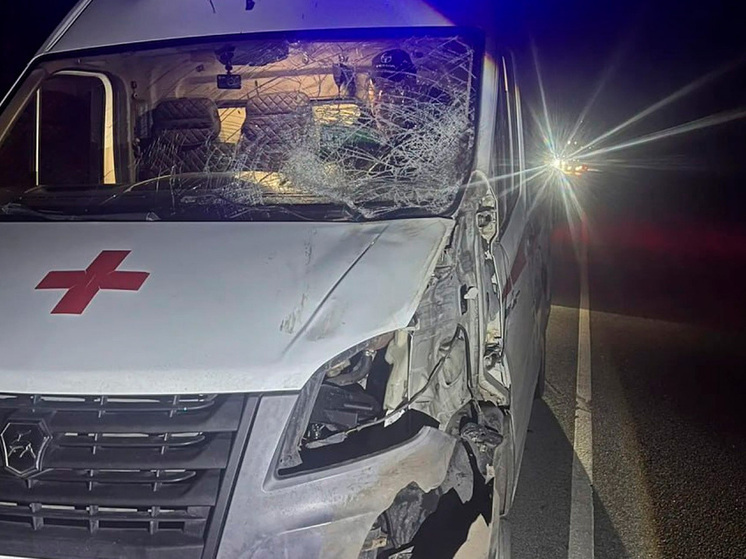 Под Липецком лось чудом не погубил скорую с младенцем