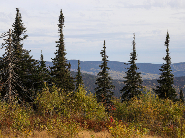Пропавший Усольцев должен был отчитаться по расходованию госгрантов