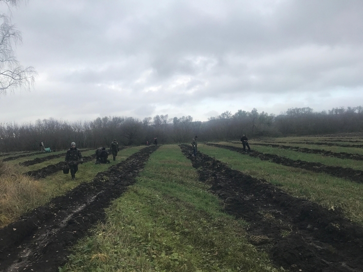 Финальная осенняя посадка лесных культур состоялась во Мценском лесничестве в Орловской области