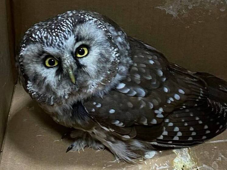 Спасли неравнодушные люди в Татарстане маленькую сову