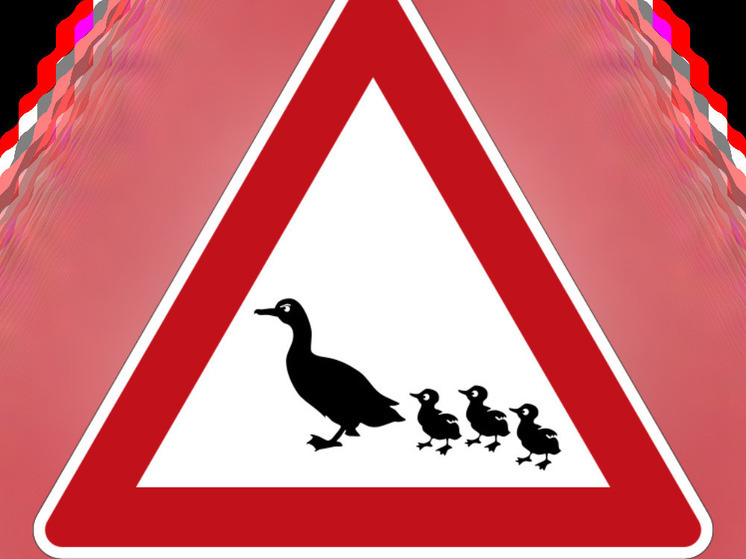 В Сортавала появится дорожный знак, предупреждающий о возможной встрече с утками на проезжей части