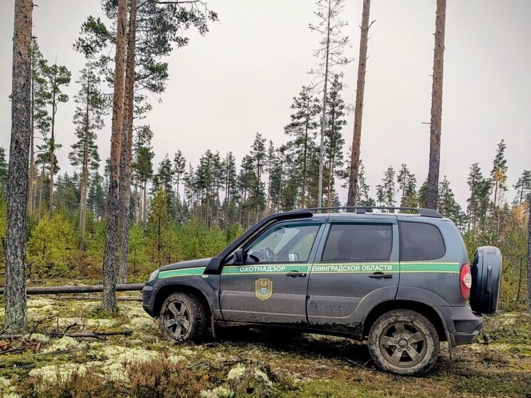 В Лодейнопольском районе браконьеры убили беременную лосиху
