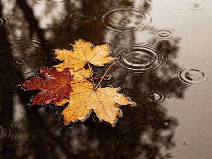 В Красноярске в пятницу ожидается дождливая и ветреная погода