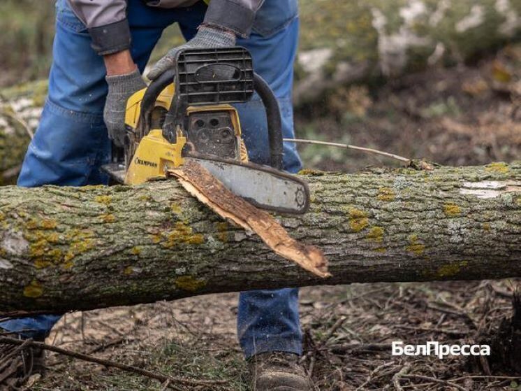 В Корочанском районе заготавливают дрова из сухостоя для жителей с печами