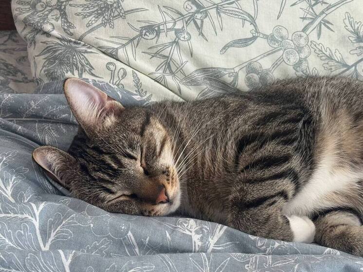 Студент Химико-технологического института НовГУ Андрей Чиняков и доцент кафедры биологии и биоинформатики Анна Петрова изучили последствия хронического недосыпания