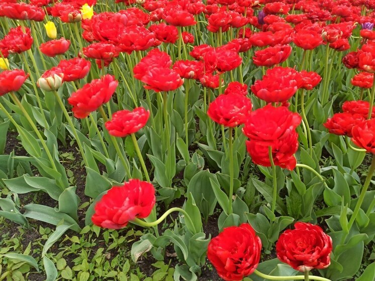 Костромской ЗАГС сделал перерыв в любви на ноябрьские праздники