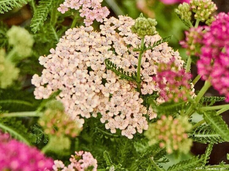 Пермяков приглашают к участию в опросе о благоустройстве общественного пространства