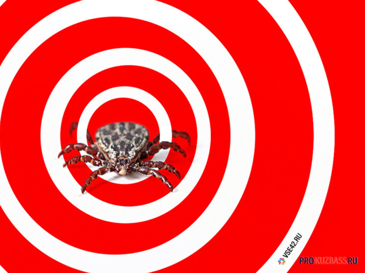 Число укушенных клещами в Кузбассе выросло на 22%