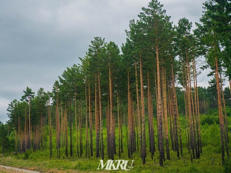 Двоих иностранцев и троих россиян осудят за контрабанду леса в Забайкалье