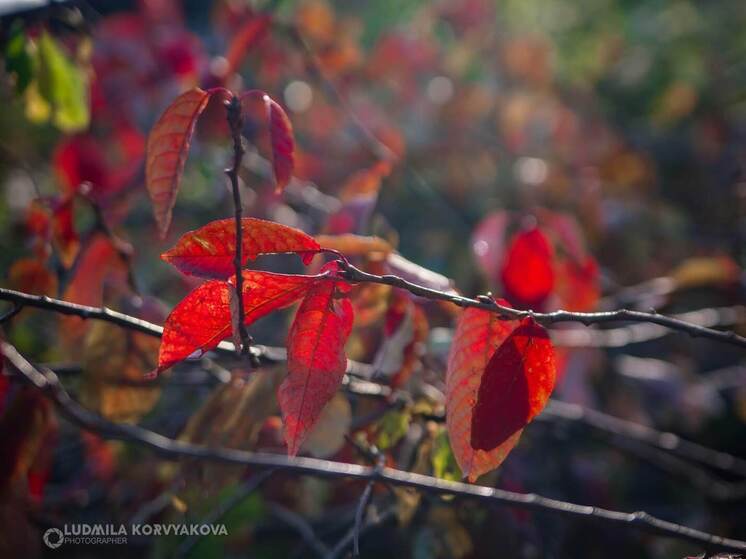 Последний день октября в Карелии будет солнечным и прохладным