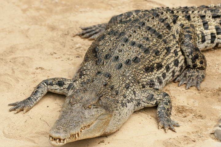 Крокодил набросился на рабочего и утащил его в реку — тело ищут до сих пор