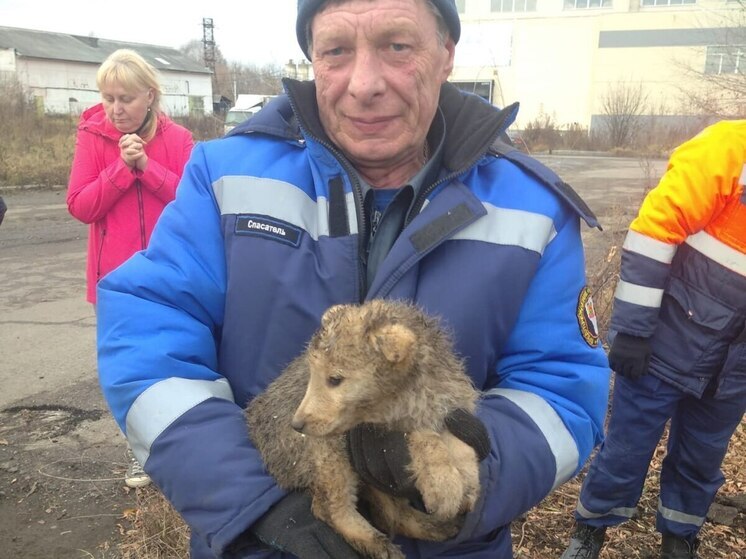 Спасатели вызволили щенков из теплотрассы в Кузбассе