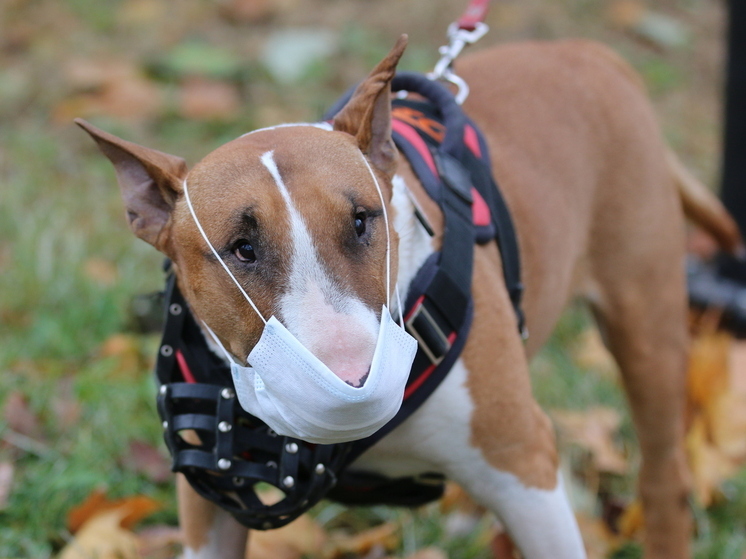 В Подмосковье орудуют догхантеры: десятки собак отравлены, есть погибшие
