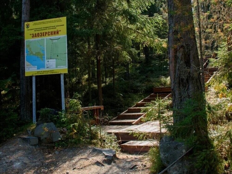 Тропу к большой ели в заказнике Карелии закроют на зимний период