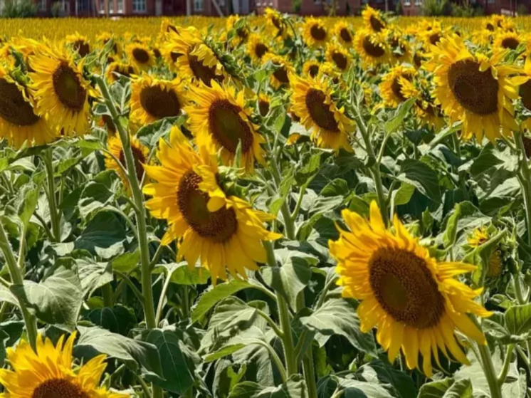 В Ростовской области в двух партиях подсолнечника нашли семена амброзии полыннолистной