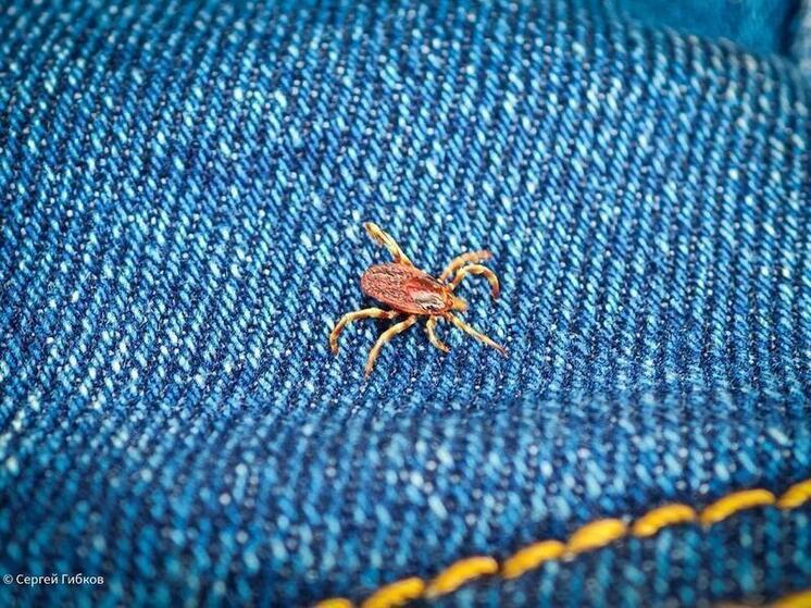 В октябре в Ростовской области проснулись холодолюбивые клещи