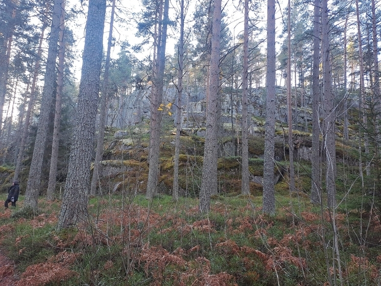 В Карелии у базы отдыха нашли тело пожилого мужчины