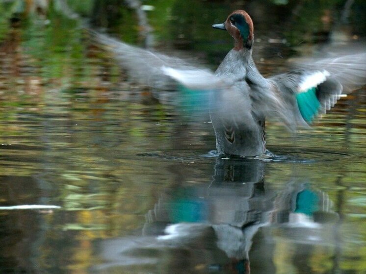 Свистуны повадились в парки Петербурга для привлечения завидных невест