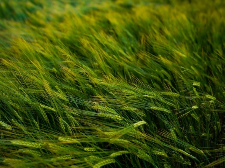 Россельхознадзор аннулировал декларации тульской компании на 11 тыс тонн зерна