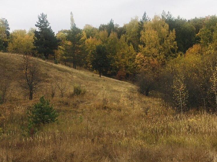 Минобороны: в ночь с 30 на 31 октября в Воронежской области сбили 26 БПЛА