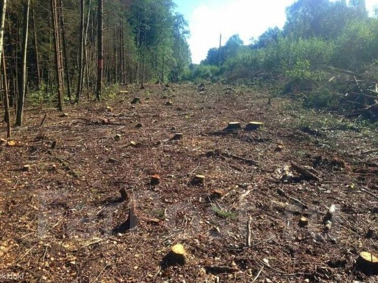 В Братском районе лесопользователь заплатит за незаконную рубку